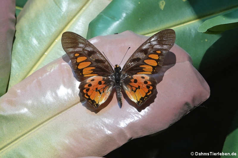 Riesen-Schwalbenschwanz (Papilio antimachus)