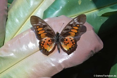 Riesen-Schwalbenschwanz (Papilio antimachus)