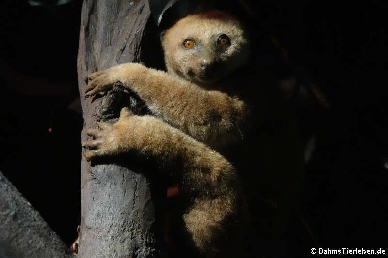 Potto (Perodicticus potto)