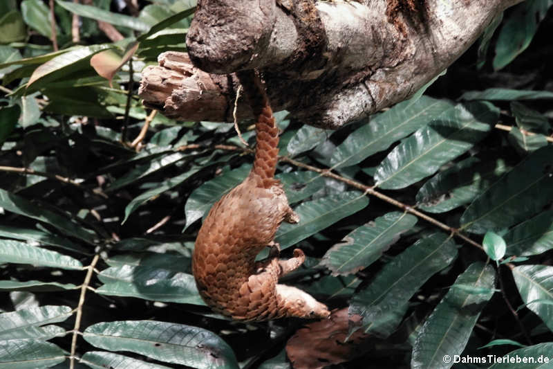 Weißbauchschuppentier (Phataginus tricuspis)