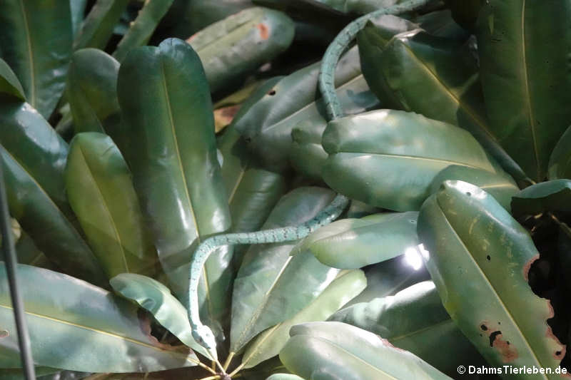 Gefleckte Buschschlange (Philothamnus spec.)