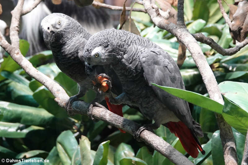 Graupapageien (Psittacus erithacus)