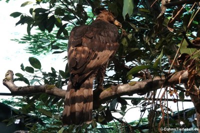 Kronenadler (Stephanoaetus coronatus)