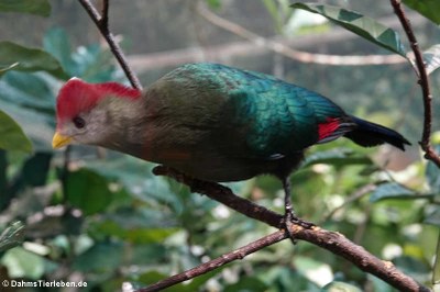 Rothaubenturako (Tauraco erythrolophus)