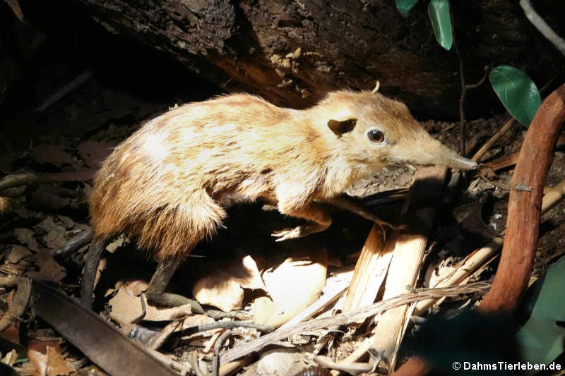 Dunkles Rüsselhündchen (Rhynchocyon stuhlmanni)