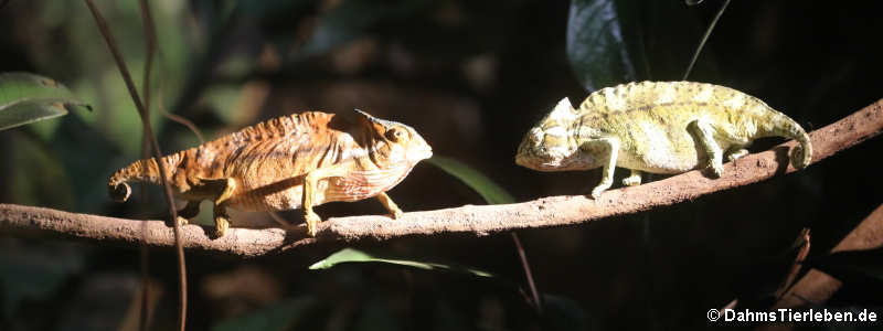 Kammchamäleons (Trioceros cristatus)