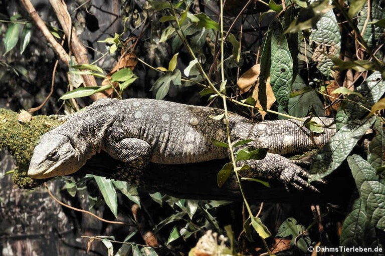 Varanus ornatus