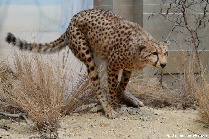 Gepard (Acinonyx jubatus)