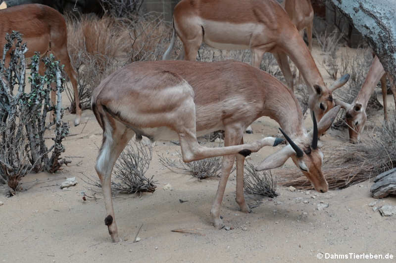 Impalas (Aepyceros melampus)