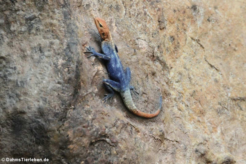 Felsagame (Agama planiceps)