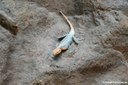 Agama planiceps