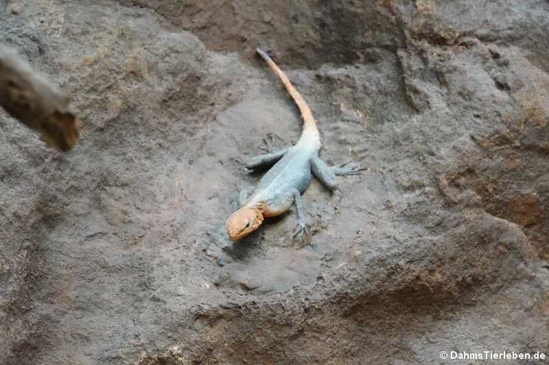 Agama planiceps