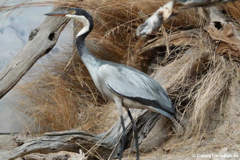 Ardea melanocephala