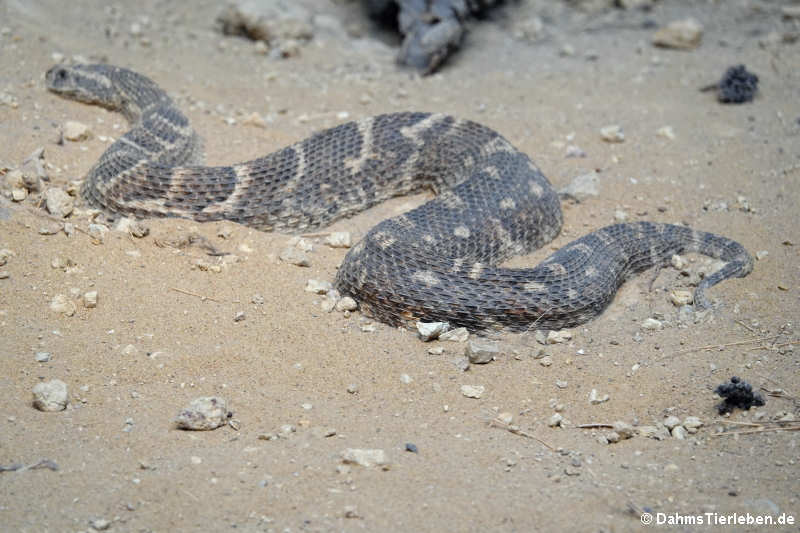 Puffotter (Bitis arietans)