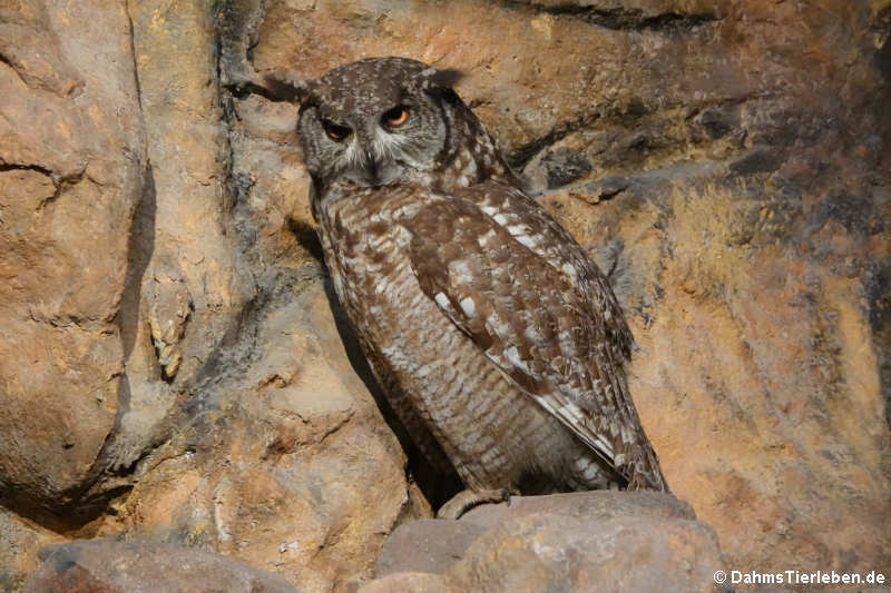 Fleckenuhu (Bubo africanus)