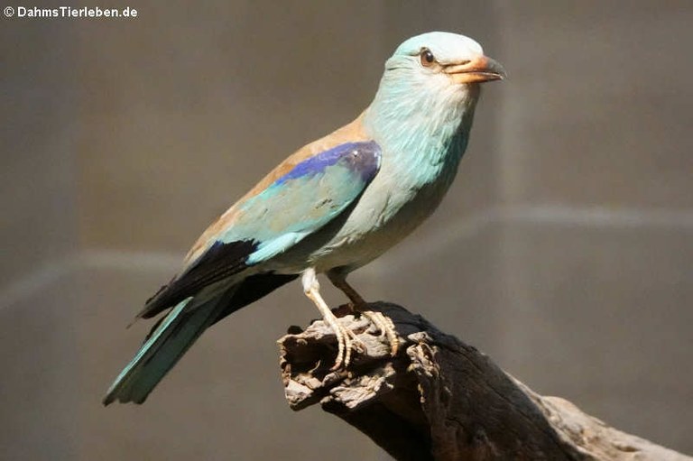 Coracias garrulus