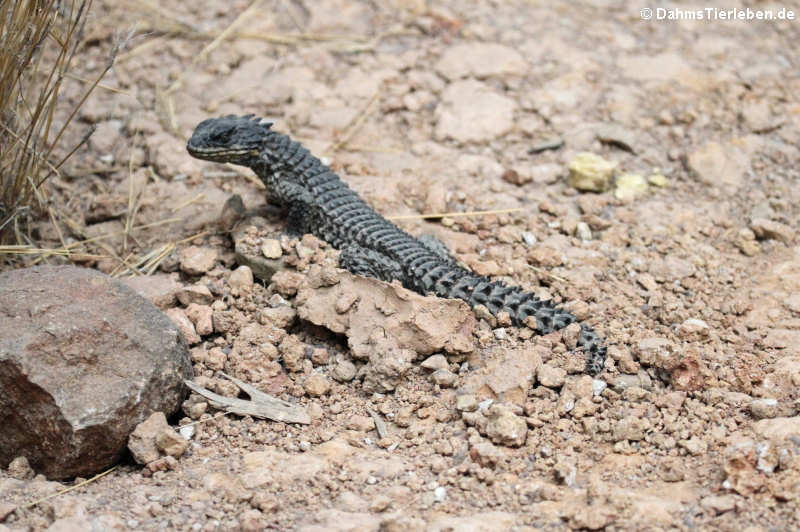 Riesen-Gürtelschweif (Smaug giganteus)