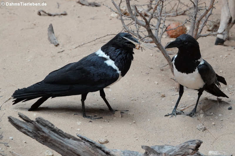 Schildraben (Corvus canorus)