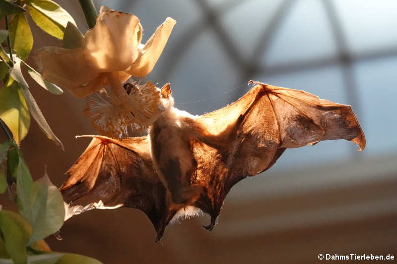 Gambia-Epaulettenflughund (Epomophorus gambianus)