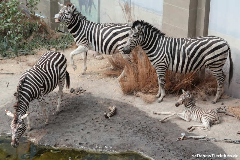 Steppenzebras am Wasserloch (Equus burchellii)