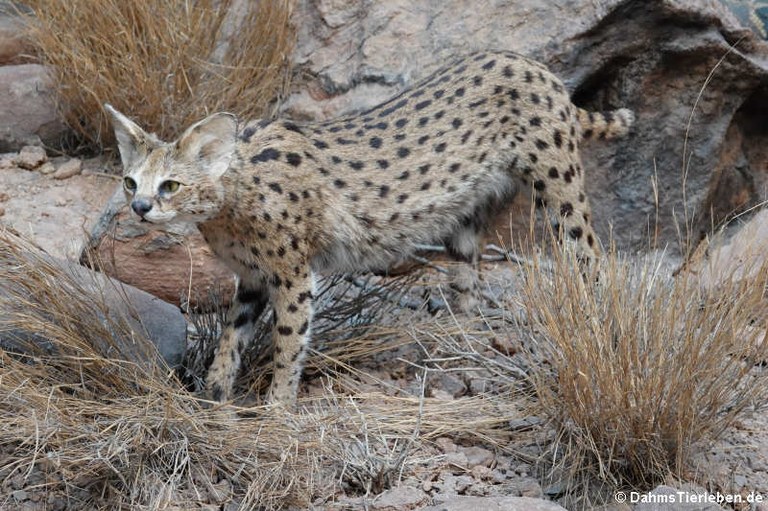 Leptailurus serval