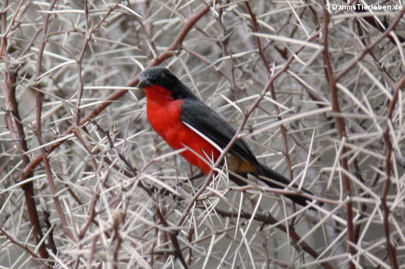 Rotbauchwürger (Laniarius atrococcineus)