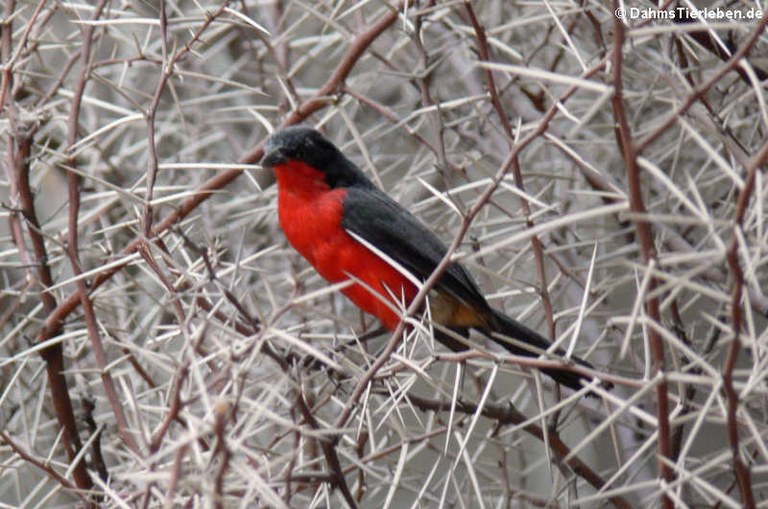 Laniarius atrococcineus