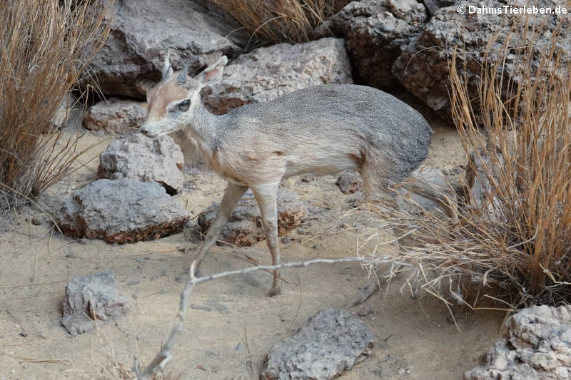 Dikdik (afrikanische Zwergantilope der Gattung Madoqua)