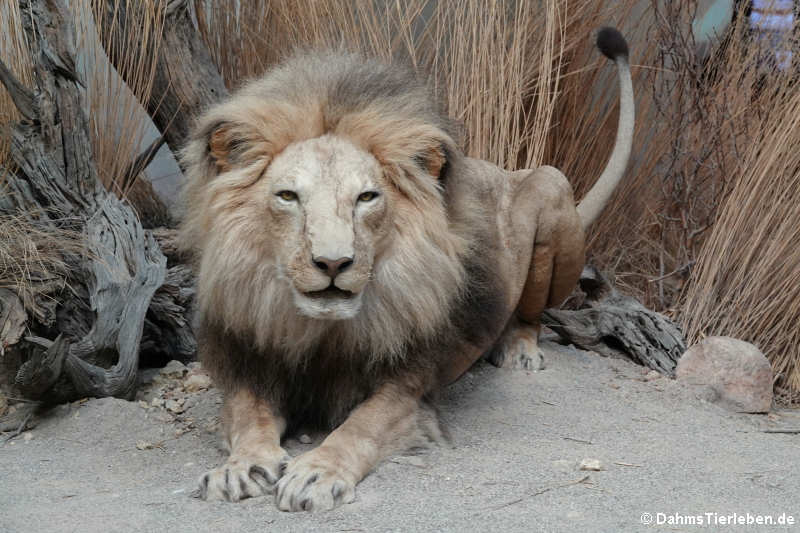 Löwe (Panthera leo)