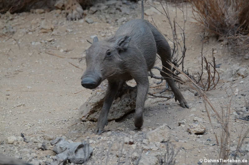 Warzenschwein (Phacochoerus africanus)