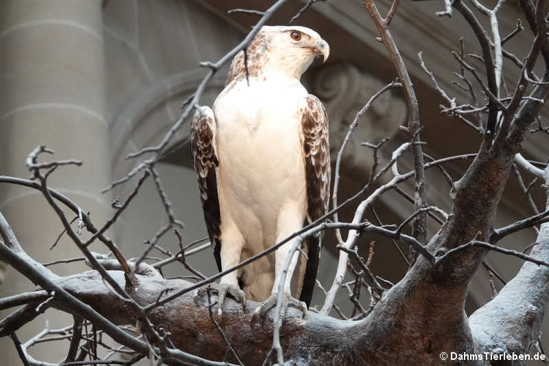 Kampfadler (Polemaetus bellicosus)