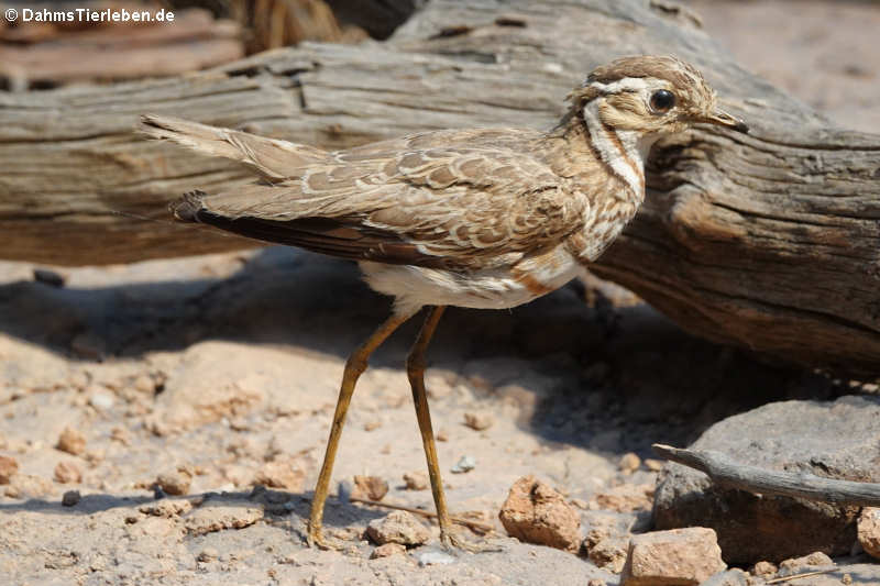 Bindenrennvogel (Rhinoptilus cinctus)