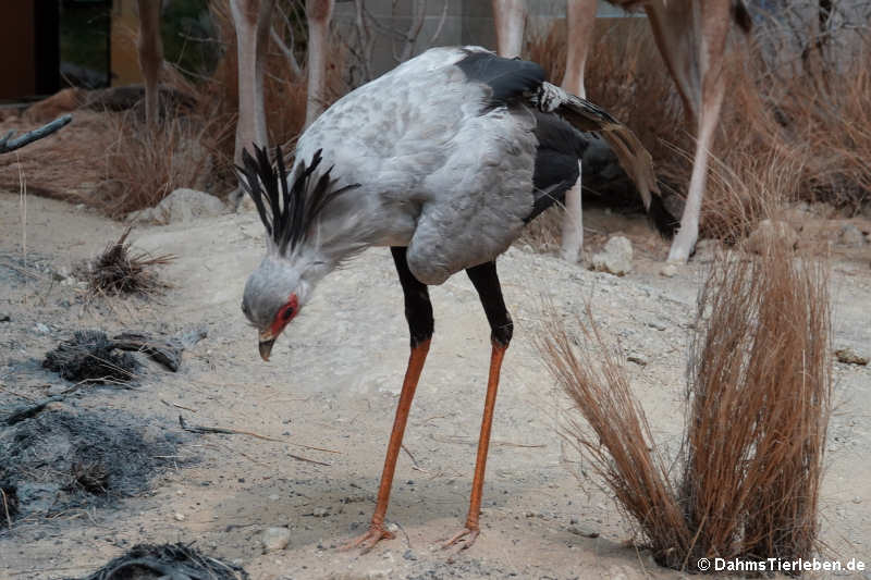 Sekretär (Sagittarius serpentarius)