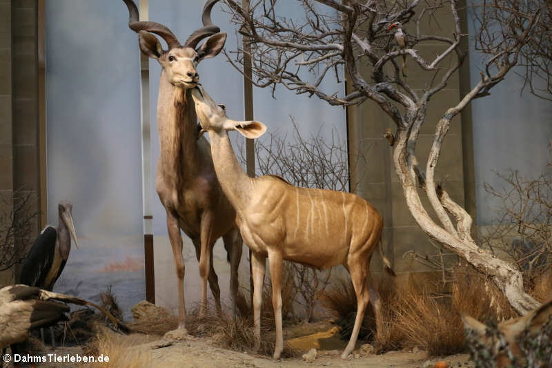 Kap-Großkudus (Strepsiceros strepsiceros)