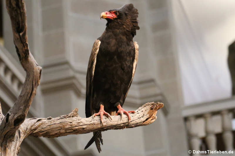 Gaukler (Terathopius ecaudatus)