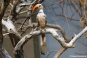 Tockus erythrorhynchus