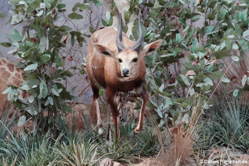 Senegal-Schirrantilope (Tragelaphus scriptus)