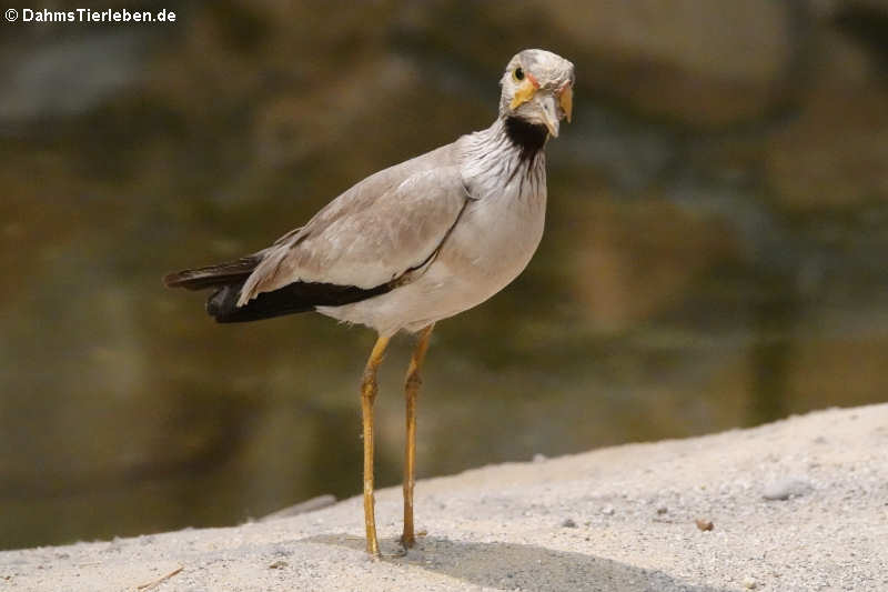 Senegalkiebitz (Vanellus senegallus)