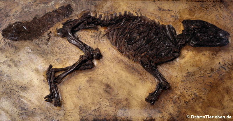 Propalaeotherium voigti aus der Grube Messel