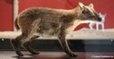 Rekonstruktion Propalaeotherium voigti