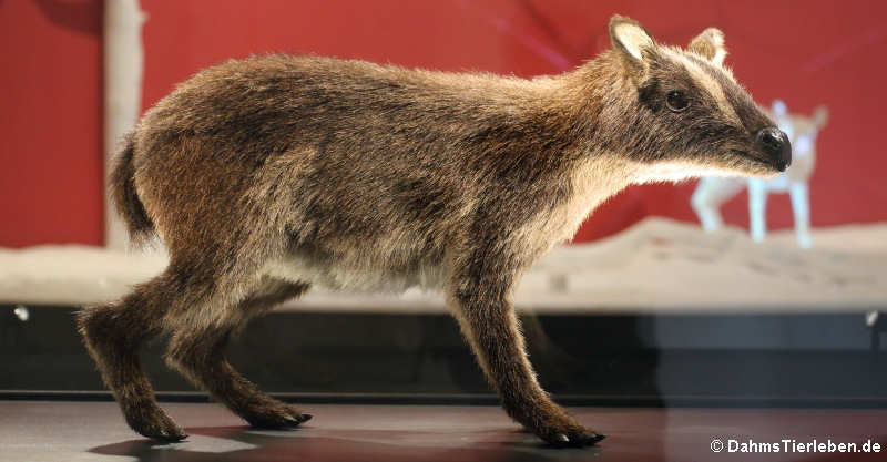 Rekonstruktion Propalaeotherium voigti