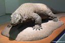 Varanus komodoensis