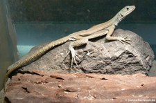 Blauer Madagaskarleguan (Oplurus fierinensis) im Forschungsmuseum Alexander Koenig, Bonn