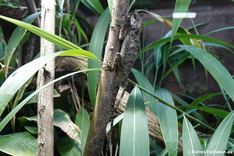 Grüner Nackenstachler Acanthosaura capra-1