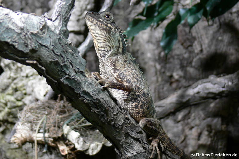 Masken-Nackenstachler Acanthosaura crucigera-1