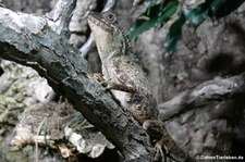 Masken-Nackenstachler (Acanthosaura crucigera) im Forschungsmuseum Alexander Koenig, Bonn