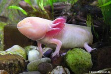 Axolot (Ambystoma mexicanum) im Forschungsmuseum Alexander Koenig, Bonn