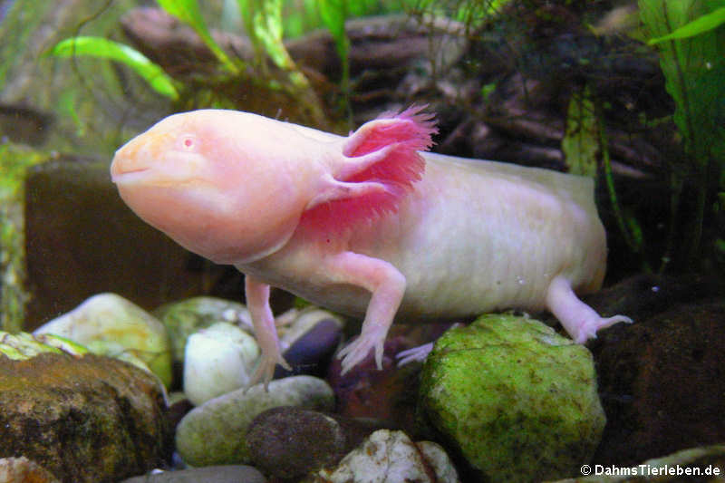 Ambystoma mexicanum