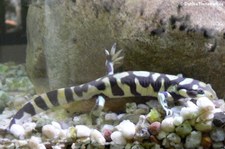 Tigersalamander (Ambystoma tigrinum) im Forschungsmuseum Alexander Koenig, Bonn