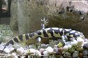 Ambystoma tigrinum